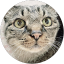 プラベさまシロ profile picture